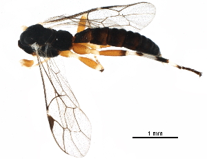  (Oxyrrhexis carbonator texana - BIOUG27609-H09)  @13 [ ] CreativeCommons - Attribution (2017) CBG Photography Group Centre for Biodiversity Genomics