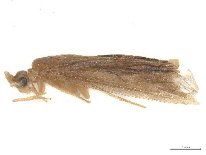  (Oecetis excisa - CBG-B00461-H11)  @11 [ ] CreativeCommons - Attribution Share - Alike (2025) CBG Photography Group Centre for Biodiversity Genomics