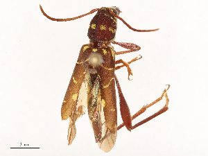  ( - CBG-B00462-E10)  @11 [ ] CreativeCommons - Attribution Share - Alike (2025) CBG Photography Group Centre for Biodiversity Genomics