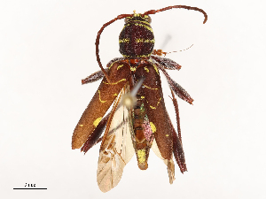  ( - CBG-B00462-E11)  @11 [ ] CreativeCommons - Attribution Share - Alike (2025) CBG Photography Group Centre for Biodiversity Genomics