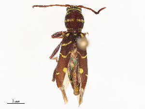  ( - CBG-B00462-F04)  @11 [ ] CreativeCommons - Attribution Share - Alike (2025) CBG Photography Group Centre for Biodiversity Genomics