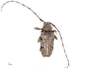  ( - CBG-B00462-G11)  @11 [ ] CreativeCommons - Attribution Share - Alike (2025) CBG Photography Group Centre for Biodiversity Genomics