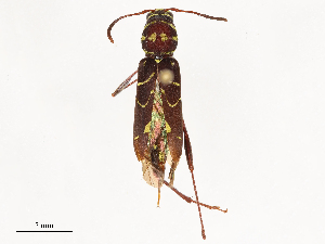  ( - CBG-B00464-D01)  @11 [ ] CreativeCommons - Attribution Share - Alike (2025) CBG Photography Group Centre for Biodiversity Genomics