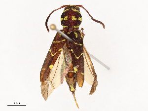  ( - CBG-B00464-E12)  @11 [ ] CreativeCommons - Attribution Share - Alike (2025) CBG Photography Group Centre for Biodiversity Genomics