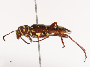  ( - CBG-B00496-B01)  @11 [ ] CreativeCommons - Attribution Share - Alike (2025) CBG Photography Group Centre for Biodiversity Genomics