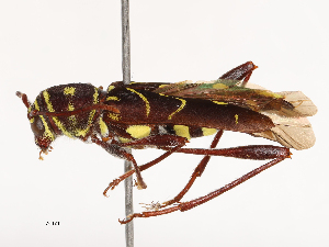  ( - CBG-B00496-B02)  @11 [ ] CreativeCommons - Attribution Share - Alike (2025) CBG Photography Group Centre for Biodiversity Genomics