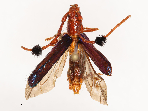  ( - CBG-B00496-B06)  @11 [ ] CreativeCommons - Attribution Share - Alike (2025) CBG Photography Group Centre for Biodiversity Genomics