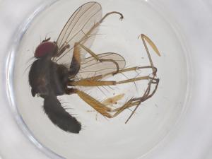  ( - CBG-B00515-A03)  @11 [ ] CreativeCommons - Attribution Share - Alike (2025) Centre for Biodiversity Genomics Centre for Biodiversity Genomics