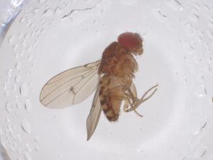  (Drosophila meridionalis - CBG-B00542-E06)  @11 [ ] CreativeCommons - Attribution Share - Alike (2025) Centre for Biodiversity Genomics Centre for Biodiversity Genomics