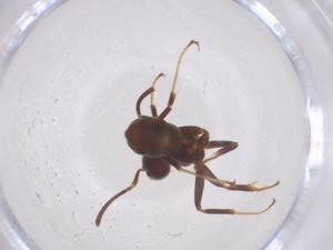  ( - CBG-B00590-F08)  @11 [ ] CreativeCommons - Attribution Share - Alike (2025) Centre for Biodiversity Genomics Centre for Biodiversity Genomics