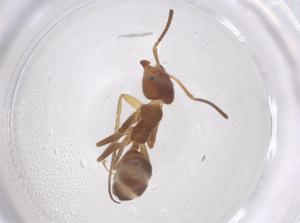  ( - CBG-B00590-H10)  @11 [ ] CreativeCommons - Attribution Share - Alike (2025) Centre for Biodiversity Genomics Centre for Biodiversity Genomics