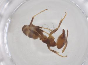  ( - CBG-B00592-D10)  @11 [ ] CreativeCommons - Attribution Share - Alike (2025) Centre for Biodiversity Genomics Centre for Biodiversity Genomics