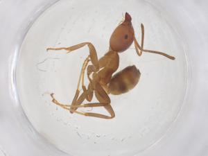  ( - CBG-B00600-A09)  @11 [ ] CreativeCommons - Attribution Share - Alike (2025) Centre for Biodiversity Genomics Centre for Biodiversity Genomics