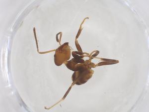  ( - CBG-B00600-B02)  @11 [ ] CreativeCommons - Attribution Share - Alike (2025) Centre for Biodiversity Genomics Centre for Biodiversity Genomics