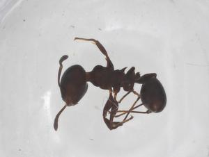  ( - CBG-B00600-B05)  @11 [ ] CreativeCommons - Attribution Share - Alike (2025) Centre for Biodiversity Genomics Centre for Biodiversity Genomics