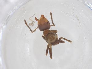  ( - CBG-B00600-D02)  @11 [ ] CreativeCommons - Attribution Share - Alike (2025) Centre for Biodiversity Genomics Centre for Biodiversity Genomics