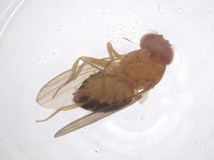  ( - CBG-B00601-E01)  @11 [ ] CreativeCommons - Attribution Share - Alike (2025) Centre for Biodiversity Genomics Centre for Biodiversity Genomics