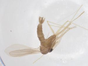  (Pintomyia monticola - CBG-B00602-E09)  @11 [ ] CreativeCommons - Attribution Share - Alike (2025) Centre for Biodiversity Genomics Centre for Biodiversity Genomics