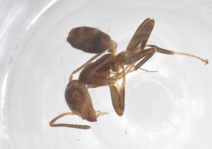  ( - CBG-B00602-G12)  @11 [ ] CreativeCommons - Attribution Share - Alike (2025) Centre for Biodiversity Genomics Centre for Biodiversity Genomics