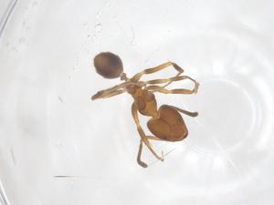  ( - CBG-B00602-H03)  @11 [ ] CreativeCommons - Attribution Share - Alike (2025) Centre for Biodiversity Genomics Centre for Biodiversity Genomics