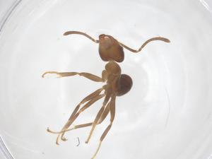  ( - CBG-B00602-H07)  @11 [ ] CreativeCommons - Attribution Share - Alike (2025) Centre for Biodiversity Genomics Centre for Biodiversity Genomics