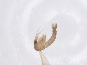  ( - CBG-B00603-C08)  @11 [ ] CreativeCommons - Attribution Share - Alike (2025) Centre for Biodiversity Genomics Centre for Biodiversity Genomics