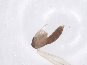  ( - CBG-B00603-F04)  @11 [ ] CreativeCommons - Attribution Share - Alike (2025) Centre for Biodiversity Genomics Centre for Biodiversity Genomics