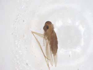  ( - CBG-B01062-F04)  @11 [ ] CreativeCommons - Attribution Share - Alike (2025) Centre for Biodiversity Genomics Centre for Biodiversity Genomics