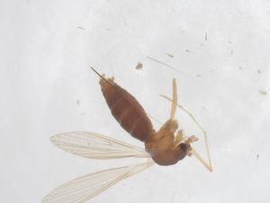  ( - CBG-B01260-B07)  @11 [ ] CreativeCommons - Attribution Share - Alike (2025) Centre for Biodiversity Genomics Centre for Biodiversity Genomics