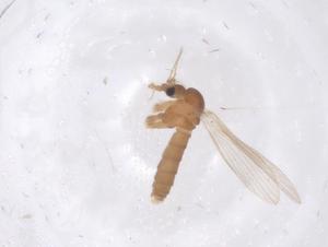  ( - CBG-B01261-G09)  @11 [ ] CreativeCommons - Attribution Share - Alike (2025) Centre for Biodiversity Genomics Centre for Biodiversity Genomics