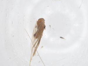  (Evandromyia begonae - CBG-B01262-C05)  @11 [ ] CreativeCommons - Attribution Share - Alike (2025) Centre for Biodiversity Genomics Centre for Biodiversity Genomics