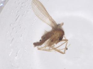  ( - CBG-B02135-G07)  @11 [ ] CreativeCommons - Attribution Share - Alike (2025) Centre for Biodiversity Genomics Centre for Biodiversity Genomics