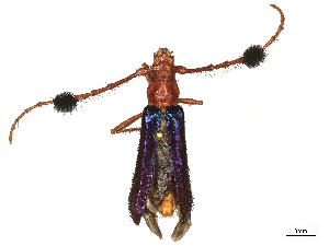  ( - CBG-B22934-D02)  @11 [ ] CreativeCommons - Attribution Share - Alike (2025) CBG Photography Group Centre for Biodiversity Genomics