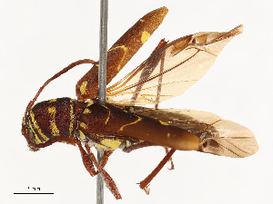  ( - CBG-B22934-D04)  @11 [ ] CreativeCommons - Attribution Share - Alike (2025) CBG Photography Group Centre for Biodiversity Genomics