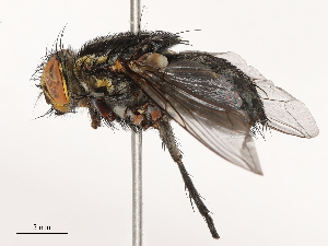  (Peckia australis - CBG-B00485-H05)  @11 [ ] CreativeCommons - Attribution Share - Alike (2025) CBG Photography Group Centre for Biodiversity Genomics