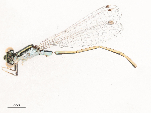  ( - CBG-B00488-H11)  @11 [ ] CreativeCommons - Attribution Share - Alike (2025) CBG Photography Group Centre for Biodiversity Genomics