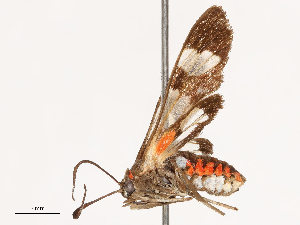  ( - CBG-B00489-H06)  @11 [ ] CreativeCommons - Attribution Share - Alike (2025) CBG Photography Group Centre for Biodiversity Genomics