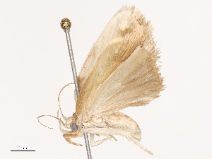  (Antaeotricha walchiana - CBG-B00493-H05)  @11 [ ] CreativeCommons - Attribution Share - Alike (2025) CBG Photography Group Centre for Biodiversity Genomics