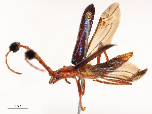  ( - CBG-B00499-G04)  @11 [ ] CreativeCommons - Attribution Share - Alike (2025) CBG Photography Group Centre for Biodiversity Genomics