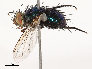  ( - CBG-B00500-B11)  @11 [ ] CreativeCommons - Attribution Share - Alike (2025) CBG Photography Group Centre for Biodiversity Genomics