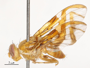 (Anastrepha barbiellinii - CBG-B00501-D03)  @11 [ ] CreativeCommons - Attribution Share - Alike (2025) CBG Photography Group Centre for Biodiversity Genomics