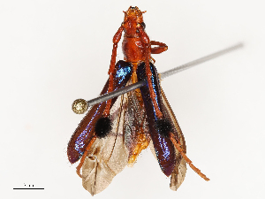  ( - CBG-B00505-A01)  @11 [ ] CreativeCommons - Attribution Share - Alike (2025) CBG Photography Group Centre for Biodiversity Genomics