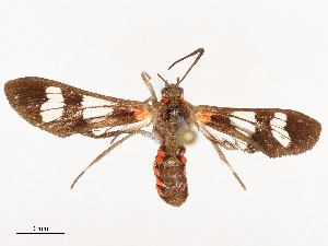  ( - CBG-B00507-B12)  @11 [ ] CreativeCommons - Attribution Share - Alike (2025) CBG Photography Group Centre for Biodiversity Genomics