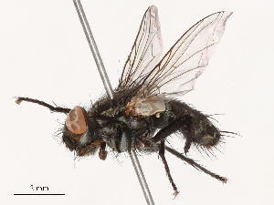  ( - CBG-B00509-H04)  @11 [ ] CreativeCommons - Attribution Share - Alike (2025) CBG Photography Group Centre for Biodiversity Genomics