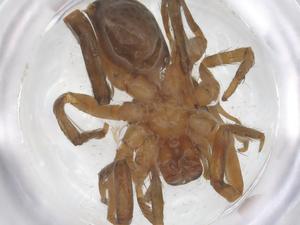  ( - CBG-B00534-E12)  @11 [ ] CreativeCommons - Attribution Share - Alike (2025) Centre for Biodiversity Genomics Centre for Biodiversity Genomics