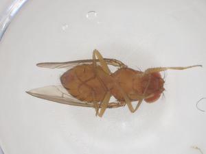  ( - CBG-B00615-B04)  @11 [ ] CreativeCommons - Attribution Share - Alike (2025) Centre for Biodiversity Genomics Centre for Biodiversity Genomics