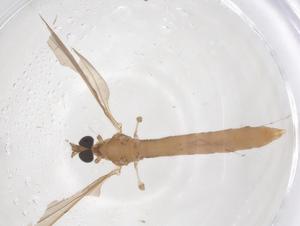  ( - CBG-B00986-H03)  @11 [ ] CreativeCommons - Attribution Share - Alike (2025) Centre for Biodiversity Genomics Centre for Biodiversity Genomics