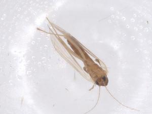  ( - CBG-B00988-E11)  @11 [ ] CreativeCommons - Attribution Share - Alike (2025) Centre for Biodiversity Genomics Centre for Biodiversity Genomics