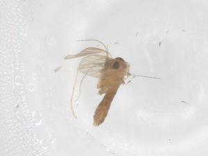  ( - CBG-B00994-C04)  @11 [ ] CreativeCommons - Attribution Share - Alike (2025) Centre for Biodiversity Genomics Centre for Biodiversity Genomics