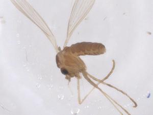  ( - CBG-B00997-B04)  @11 [ ] CreativeCommons - Attribution Share - Alike (2025) Centre for Biodiversity Genomics Centre for Biodiversity Genomics